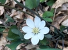 Jeffersonia diphylla - Twinleaf Rheumatism Root