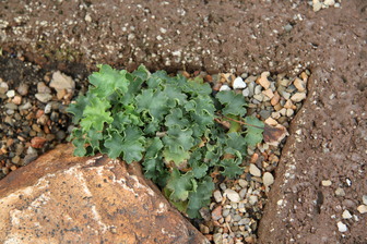 Heuchera pulchella