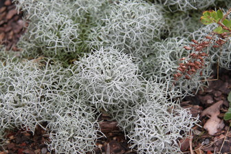 Artemisia versicolor 'Sea Foam'