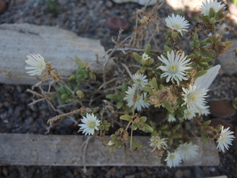 title image
