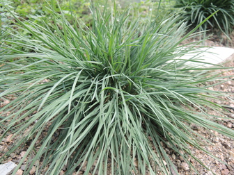 Koeleria vallesiana 'Mountain Breeze'