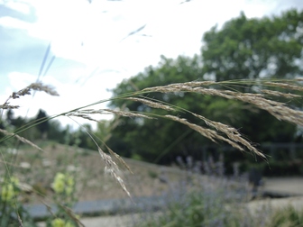 title image