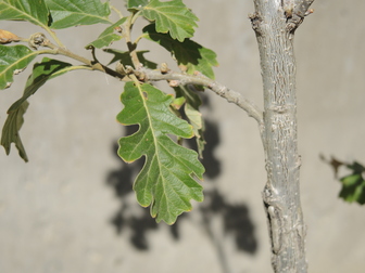 title image