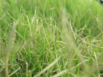 title image