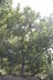 Celtis occidentalis - American Hackberry Nettletree