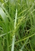 Elymus canadensis - Canada Wild Rye Nodding Wild Rye