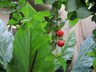 Eugenia uniflora - Surinam Cherry Brazil Cherry