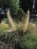 Nolina microcarpa - Sacahuista Beargrass