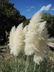 Cortaderia selloana 'Pumila' - Dwarf Pampas Grass
