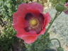 Papaver somniferum - Garden Poppy Opium Poppy
