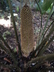 Ceratozamia mexicana var. latifolia