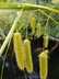 Carex hystericina - Bottlebrush Sedge Porcupine Sedge