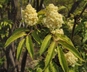 Sambucus nigra ssp. canadensis 'Aurea' - Golden American Elder