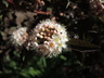 Physocarpus opulifolius 'Mindia' [sold as Coppertina (TM)] - Ninebark