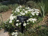 Iberis sempervirens [sold as Tahoe (TM)] - Perennial Candytuft Edging Candytuft