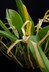 Maxillaria endresii