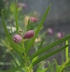Chilopsis linearis 'Sweet Katie Burgundy' - Desert Willow