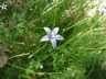 Wahlenbergia undulata - Giant Bell Flower
