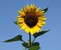 Helianthus annuus 'Hopi Black Dye' - Hopi Sunflower
