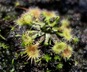 Drosera rotundifolia - Round Leaved Sundew