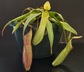 Nepenthes albomarginata - Pitcher Plant