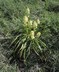 Zigadenus venenosus - Meadow Death Camas Narrowleaved Death Camas