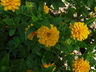 Heliopsis helianthoides 'Asahi' - Oxeye False Sunflower