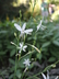 Anthericum ramosum - Branched St Bernard's Lily