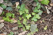 Hedera helix 'Buttercup' - English Ivy Common Ivy