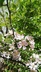 Malus ioensis var. texana - Texas Crabapple