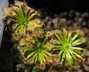 Drosera ericksoniae x pulchella - Pygmy Sundew