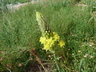 Bulbine narcissifolia - Strap-Leaved Bulbine