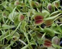 Dionaea muscipula 'King Henry' - Venus Fly Trap