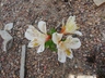 Alstroemeria 'Casablanca' - Peruvian Lily Princess Lily