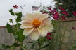 Dahlia 'Appleblossom' - Dahlia