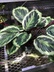 Goeppertia roseopicta 'Marion'