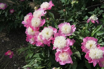 Paeonia 'Santa Fe' (lactiflora Group)