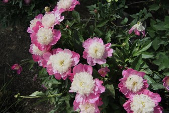 Paeonia 'Santa Fe' (lactiflora Group)