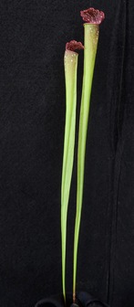title image