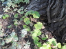 Asarum canadense - Canadian Wild Ginger Wild Ginger