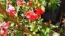 Chaenomeles speciosa 'Rubra Grandiflora' - Large Red Flowering Quince