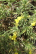 Ajuga chamaepitys - Yellow Bugle Ground Pine