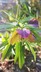 Helleborus purpurascens - Purple-Flowered Christmas Rose