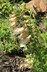 Digitalis purpurea 'Apricot Beauty' - Apricot Beauty Foxglove