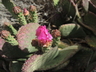 Opuntia basilaris - Beavertail Cactus Beavertail Prickly Pear