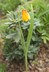 Fritillaria pudica - Yellow Fritillary