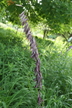 Melica altissima 'Atropurpurea' - Siberian Melic Tall Melic