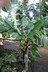 Musa acuminata 'Super Dwarf' - Banana Cavendish Banana Dwarf Banana
