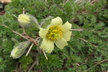 Pulsatilla albana 'Lutea' - Albanian Pasque Flower