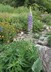 Lupinus polyphyllus - Bigleaf Lupine Garden Lupine Washington Lupin